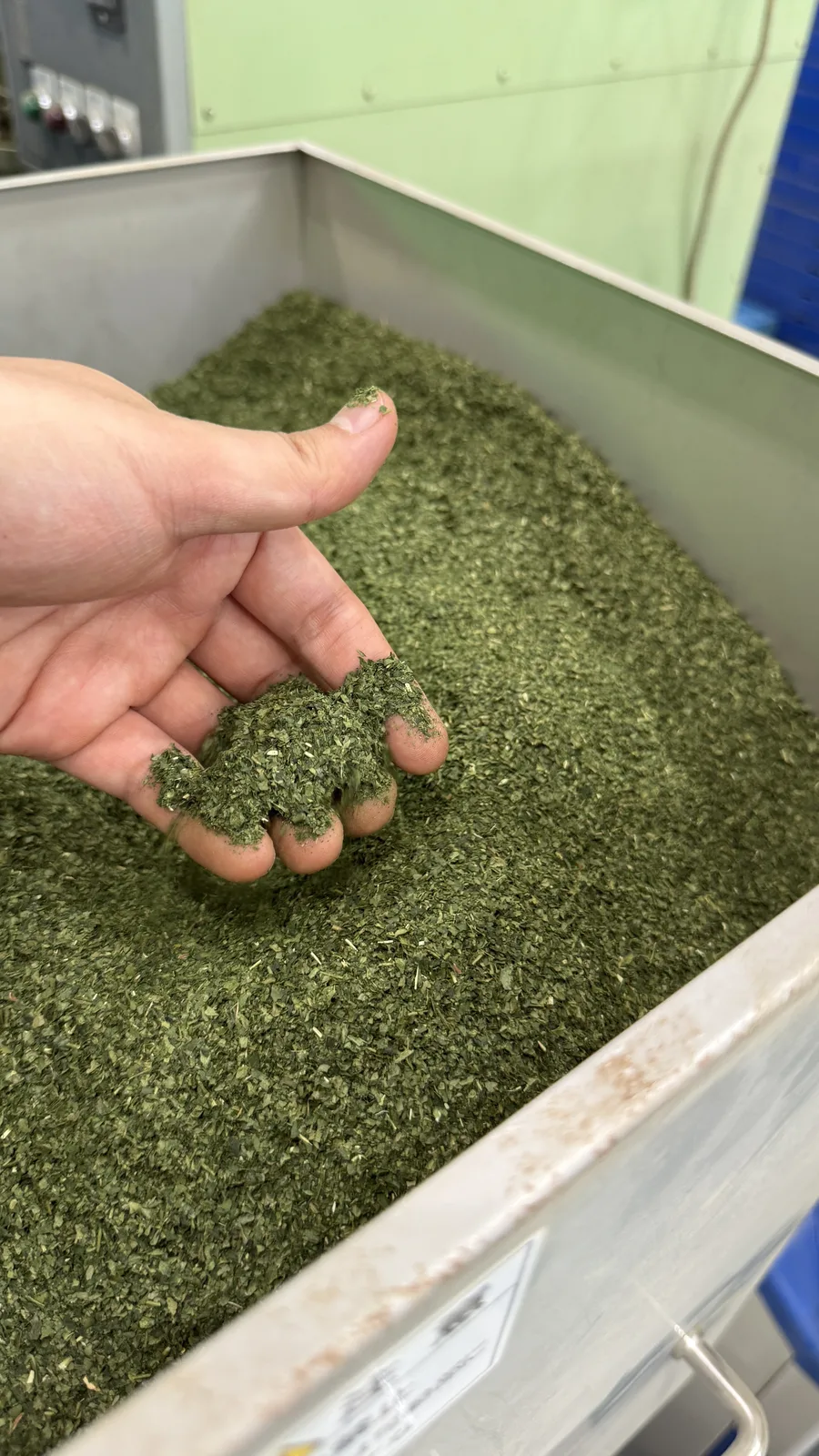 Dried tencha leaves before milling into matcha